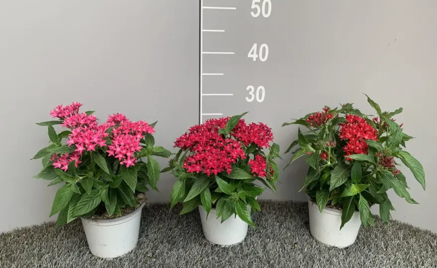 Pentas in vaso, dalla semina alla fioritura