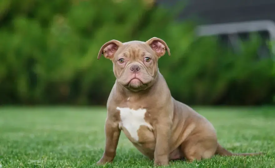 American Bully Pocket - Größe, Haltung und Recht in Deutschland
