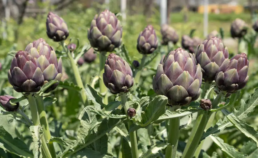 Quanto dura una pianta di carciofi? La durata produttiva