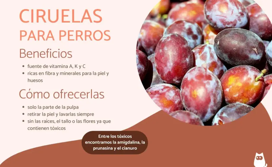 ¿Perros y ciruelas? Lo que debes saber para evitar riesgos