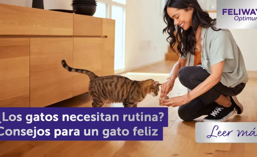 Gato feliz en casa - Claves para una convivencia perfecta