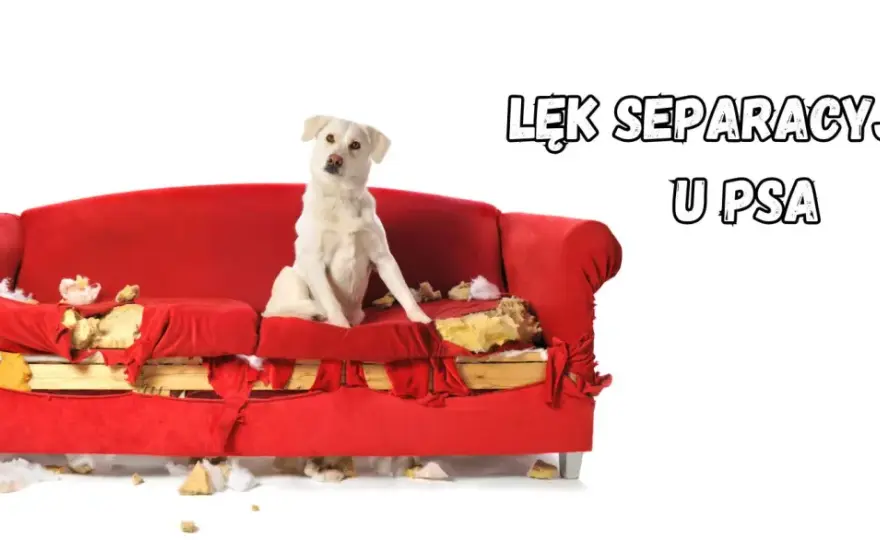 Lęk separacyjny u psa - jak rozpoznać objawy i skutecznie pomóc?