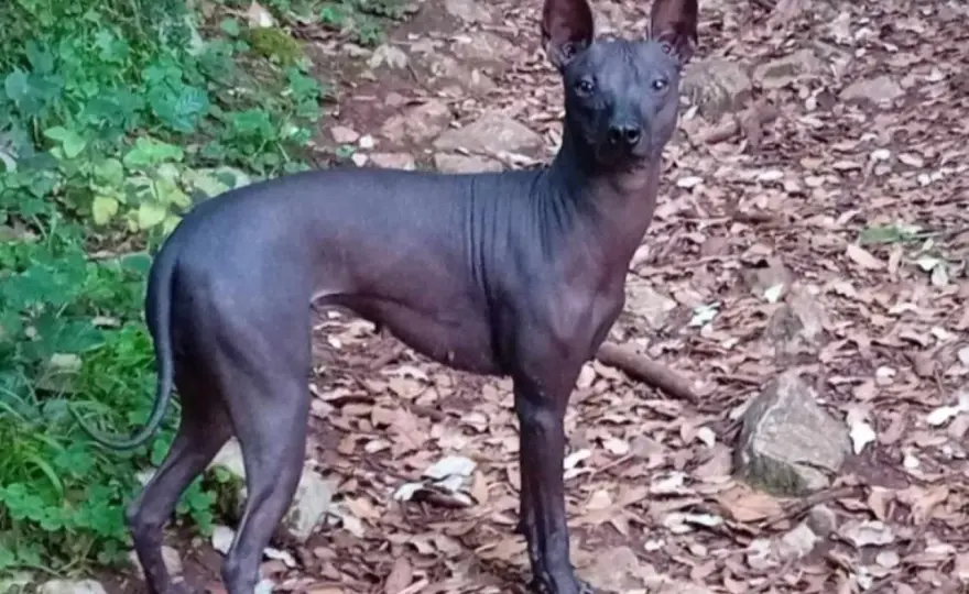 Perro sin pelo - ¿Mito o realidad? Guía de cuidado esencial