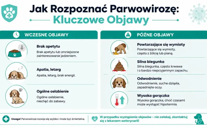 Parwowiroza u psa - Objawy, leczenie, profilaktyka. Reaguj szybko!