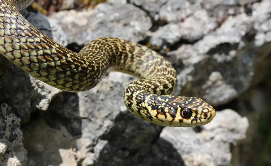 Culebra verde en España - ¿Cuál es? Guía de identificación