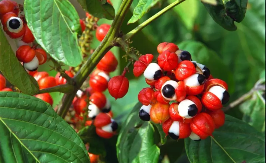 Guarana für Haare - Was wirklich hilft & was nicht