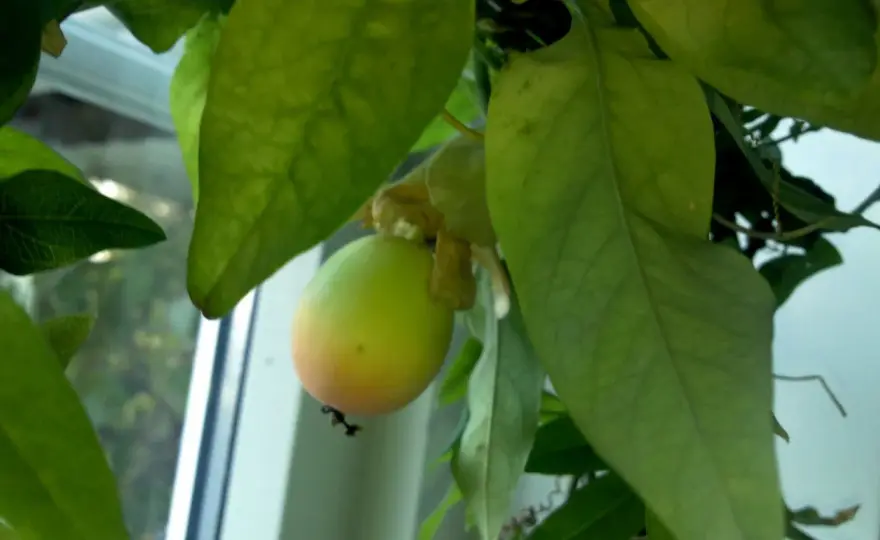 Passionsfruktens blomning - så får du knoppar och frukt