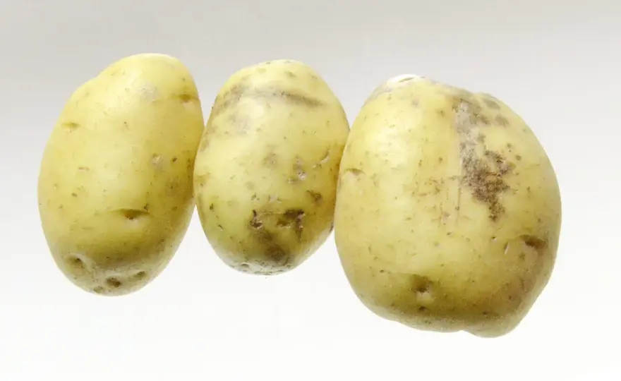 Dartrose pomme de terre - Maîtrisez-la du champ au stockage