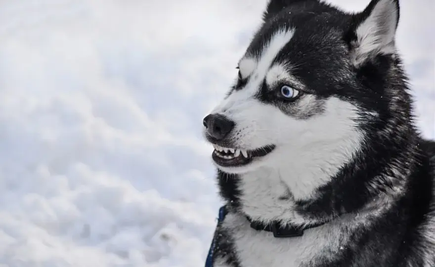 Czy husky jest agresywny? Prawda o zachowaniu i temperamentie tej rasy