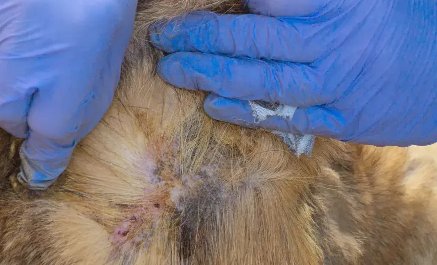 Alergia u psa - Leki z apteczki? Nie ryzykuj!