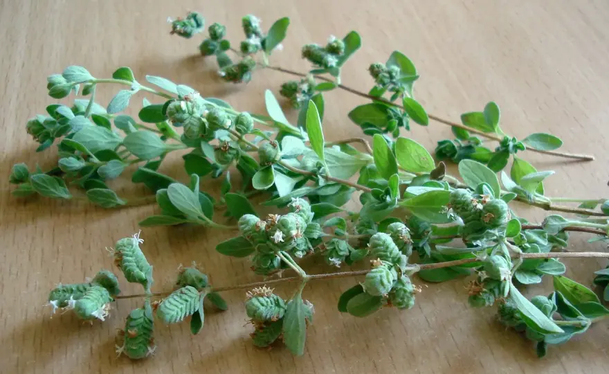 Uprawa oregano - Jak dbać o roślinę, by była gęsta i aromatyczna?