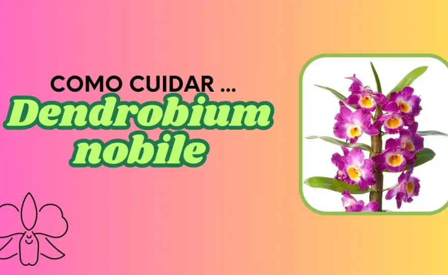 Dendrobium nobile: ¿Por qué no florece? Guía de cuidados