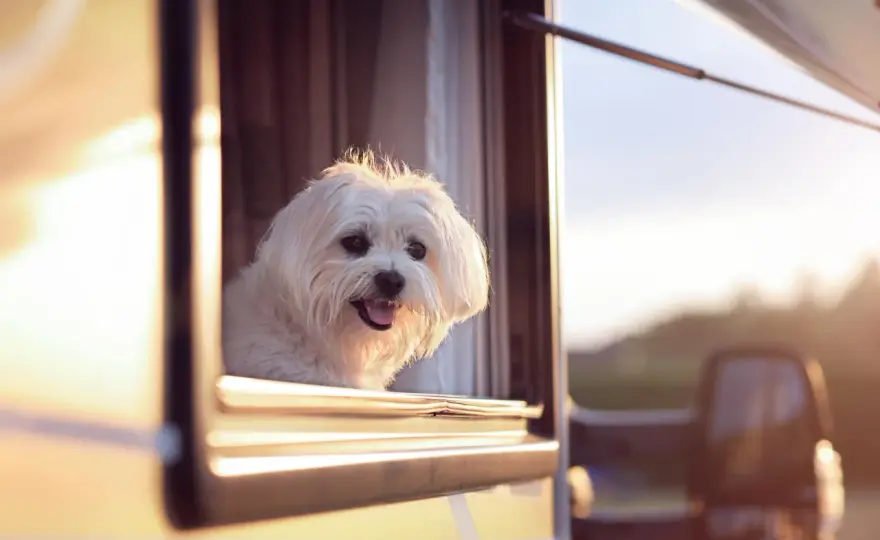 Aménagement camping-car pour chien - Évitez ces erreurs !
