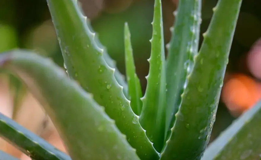 Aloe per la bocca infiammata - Funziona davvero?