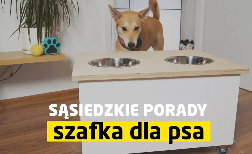 Jak zrobić stojak na miski dla psa - proste pomysły, które zaoszczędzą czas