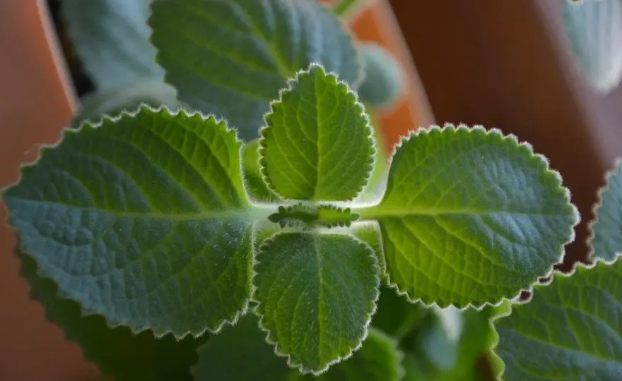 Oregano kubańskie: Do czego używać? Smak, uprawa i przepisy