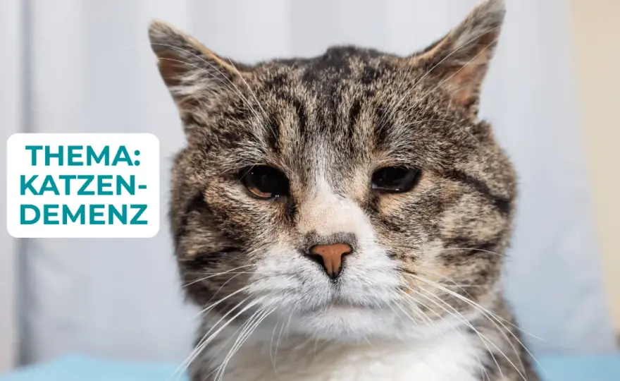 Demenz bei Katzen - Warnzeichen, Diagnose und was wirklich hilft