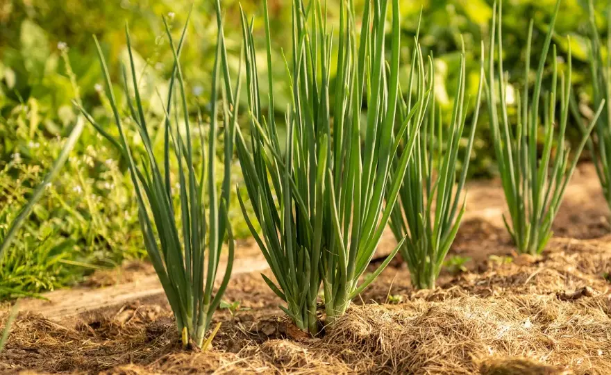 Come piantare cipolle nell’orto e ottenere bulbi sani