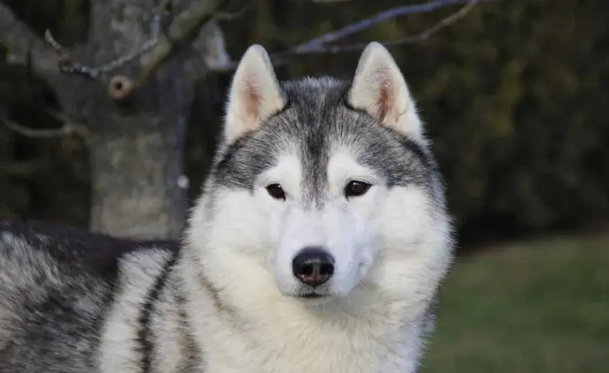 Ile naprawdę kosztuje husky z rodowodem? Sprawdź, jak uniknąć przepłacania!