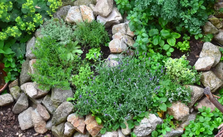 Heilpflanzengarten anlegen - so wird das Beet wirklich nützlich