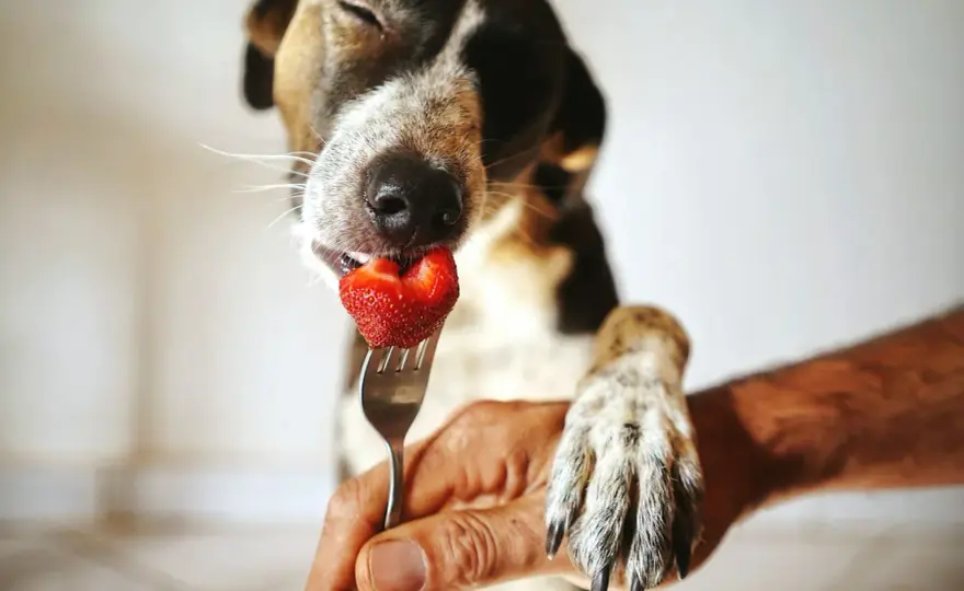 Dürfen Hunde Erdbeeren essen? So fütterst du sie richtig