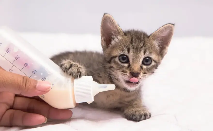 Cuidar un gatito recién nacido - Guía esencial para sus primeras semanas