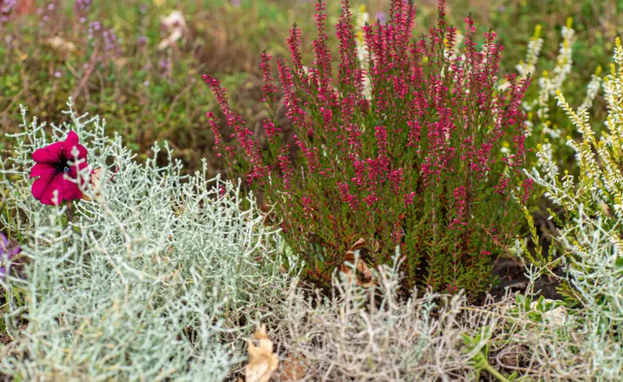 Bordure sans entretien - Les plantes qui changent tout !
