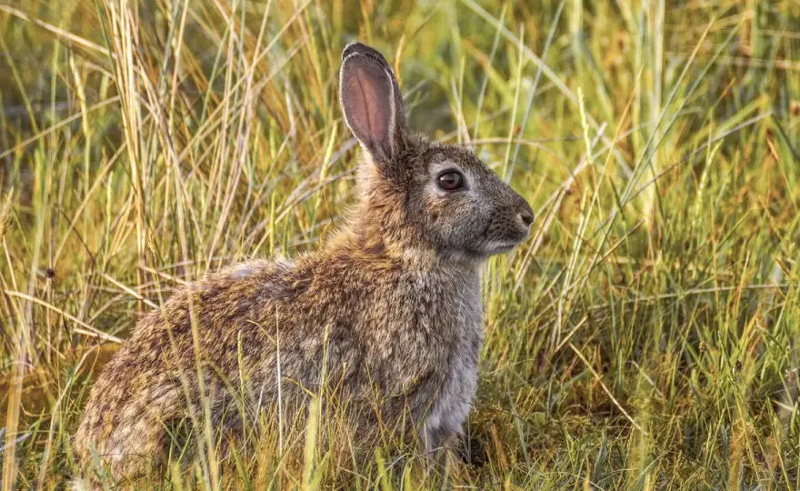 Conejo - ¿Carnívoro, Herbívoro u Omnívoro? La Verdad
