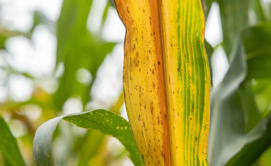 Piante che indicano acqua nel terreno - segnali e verifiche