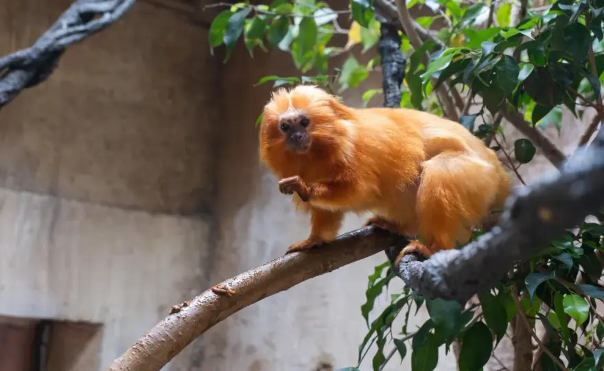 Tití leonado dorado - Símbolo de la conservación del Bosque Atlántico