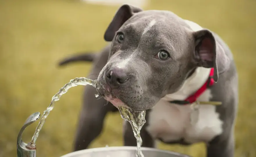 Dog Drinking Too Much? Diabetes Insipidus Explained
