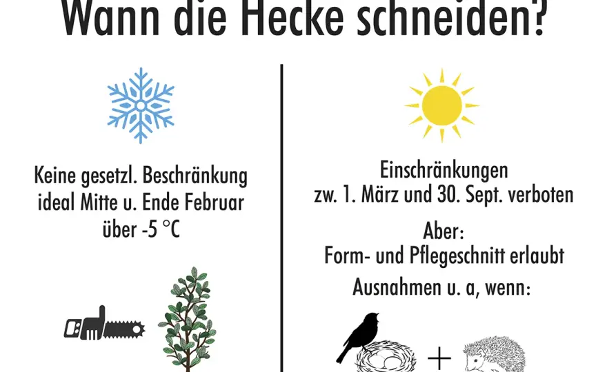 Heckenschnitt: Wann erlaubt, wann verboten? Dein Guide 2024