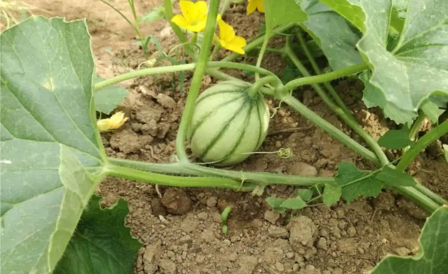 Potassio per meloni - come dosarlo e quando distribuirlo
