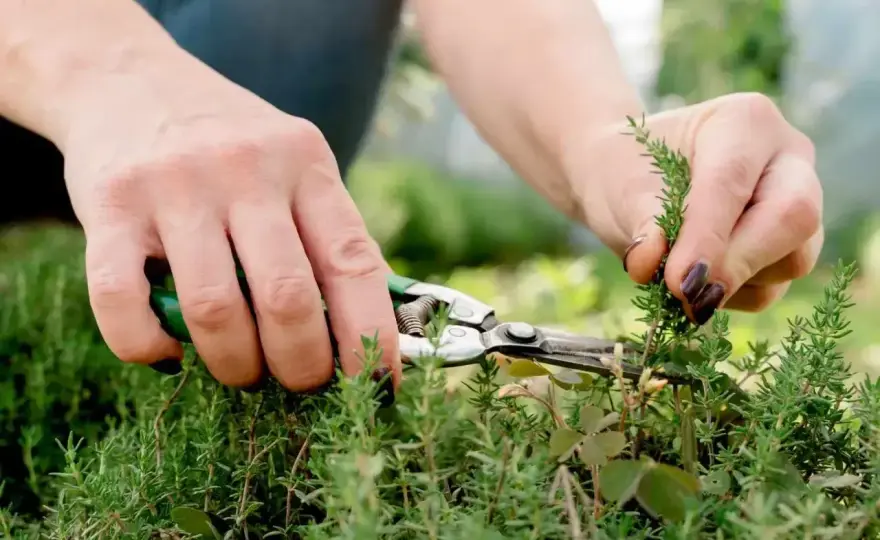 Thymian richtig ernten - so bleibt das Aroma erhalten