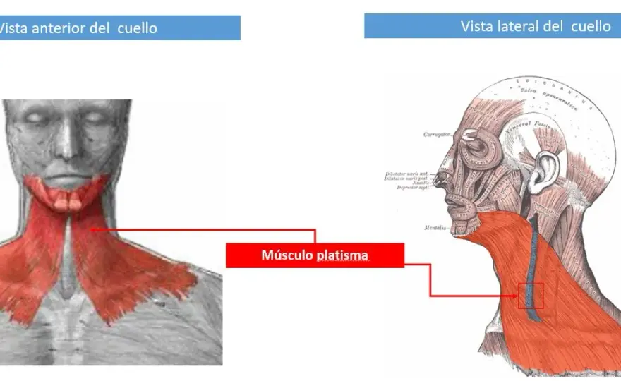 Todo sobre el músculo cutáneo del cuello: anatomía y estética
