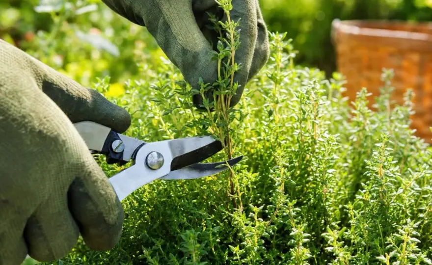 Planter du thym au potager et le garder vigoureux