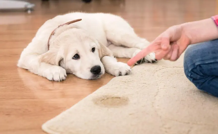 Perro orina en casa - Soluciones efectivas y definitivas