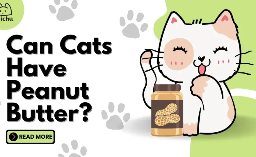 Can Cats Have Peanut Butter? The Truth & Safer Treats