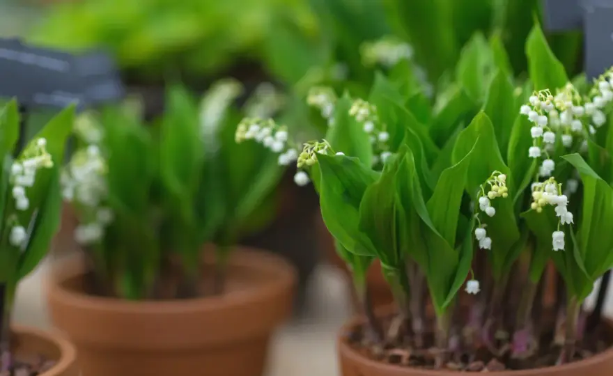 Planter du muguet - Nos astuces pour le réussir facilement