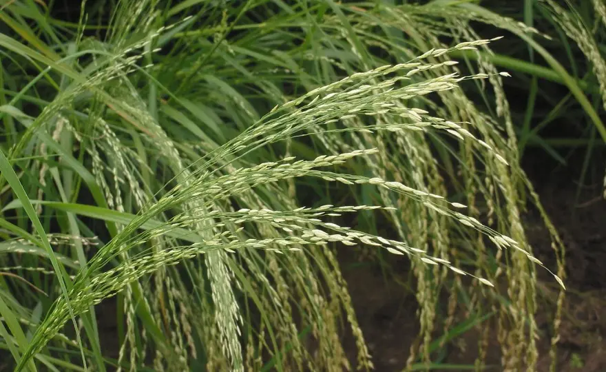 Teff im Ackerbau - Lohnt sich der Anbau in Deutschland?