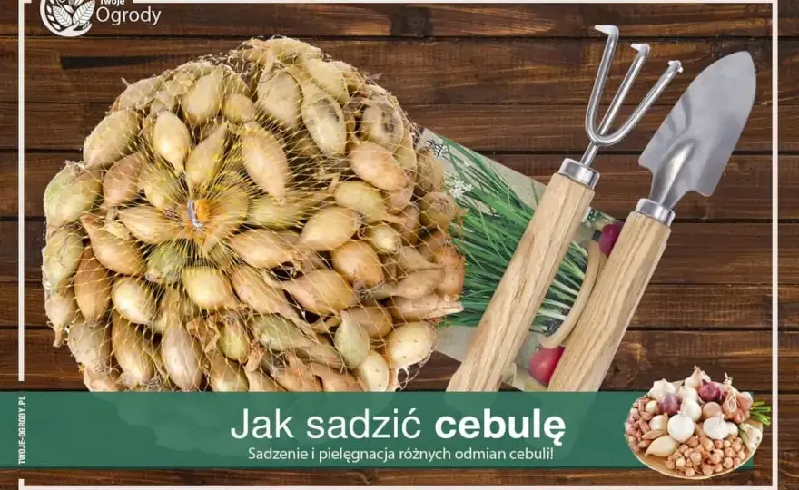 Cebula z dymki - uprawa bez błędów. Zwiększ plon!