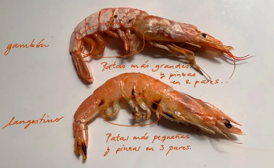 Camarón, gamba o langostino? Guía para elegir y cocinarlo bien