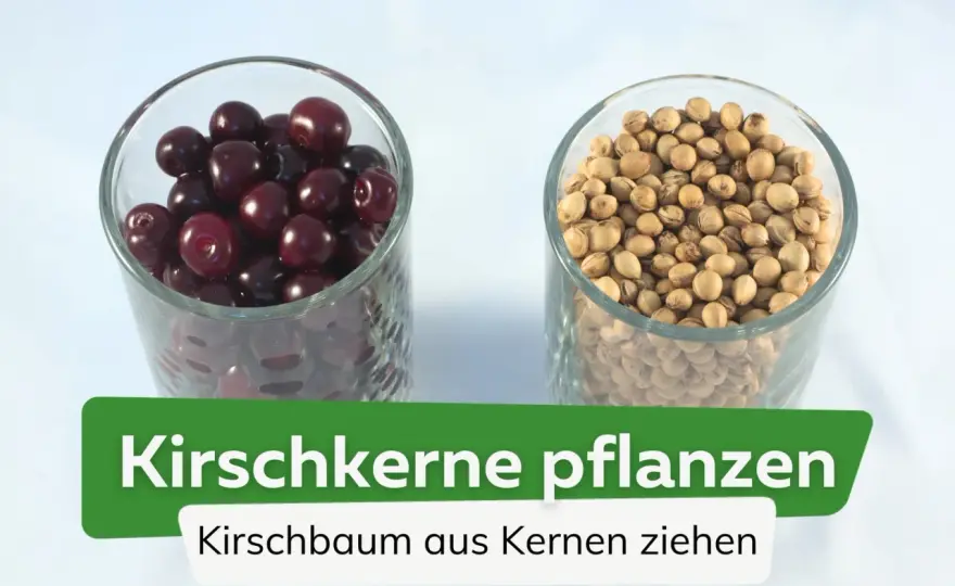 Kirschbaum aus dem Kern ziehen - so klappt die Anzucht