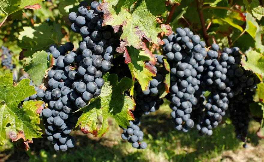 Pomerol - Quel millésime choisir ? Le guide complet