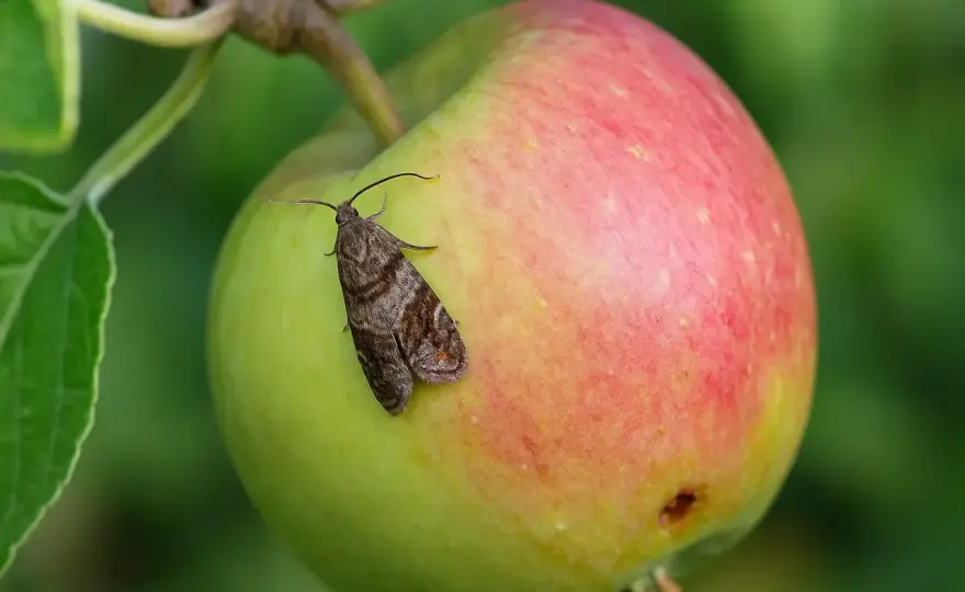Apfelwickler bekämpfen - So schützt du deine Äpfel wirklich!