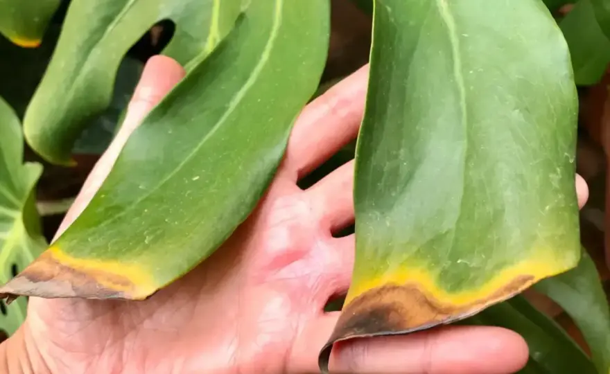 Monstera con hojas amarillas - Cómo salvar tu planta