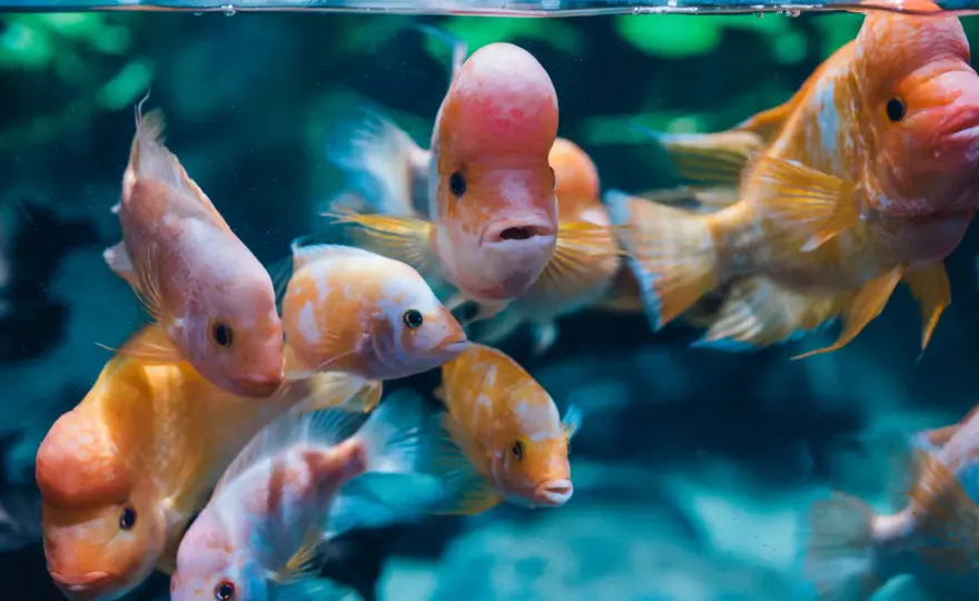Ceny biletów do oceanarium w Gdyni – poznaj dostępne opcje i zniżki