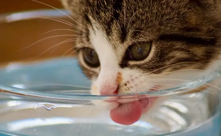 Katze trinkt nicht - was dahintersteckt und was jetzt hilft