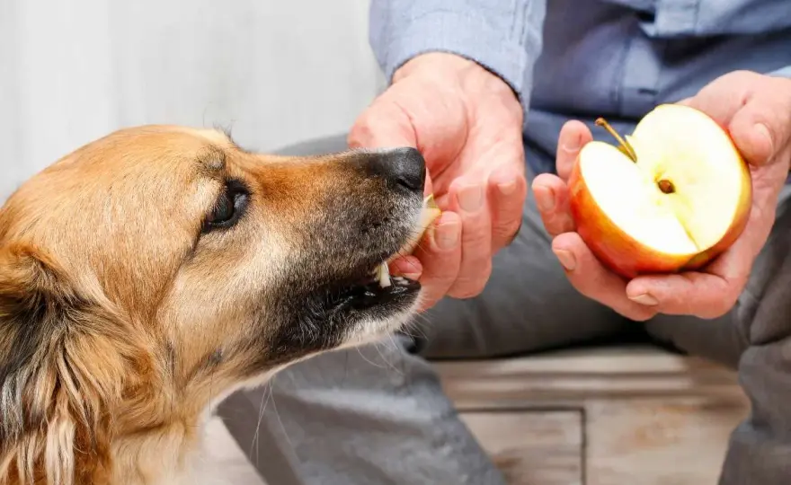 Can Dogs Eat Apples? The Safe Way to Share This Fruit