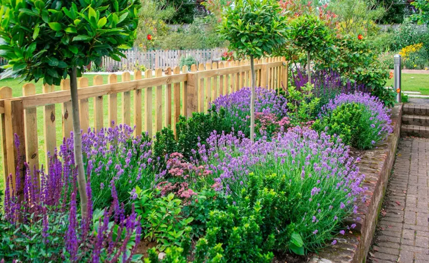 Plantera lavendel - Så lyckas du med sol och dränering